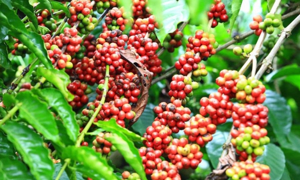 Thị trường nông sản 1/2: Giá hồ tiêu điều chỉnh tăng