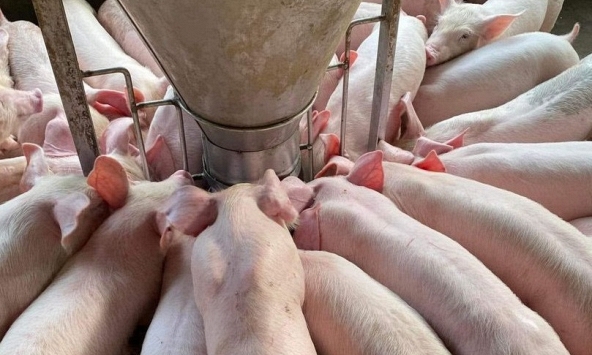 Giá heo hơi hôm nay 2/2: Giá heo miền Bắc cao nhất 53.000 đồng/kg