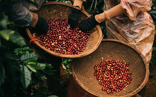 Giá cà phê bật tăng
