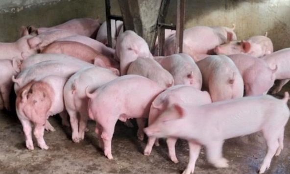 Giá heo hơi 3/2: Xu hướng giảm nhẹ