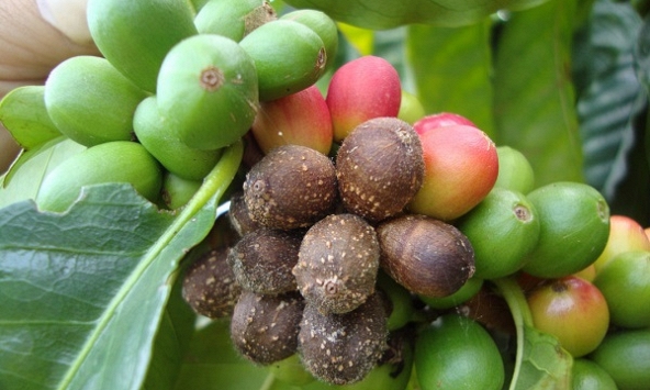 Thị trường nông sản 3/2: Giá cà phê, cao su giảm