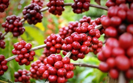 Thị trường cà phê thế giới đang trên đà phục hồi