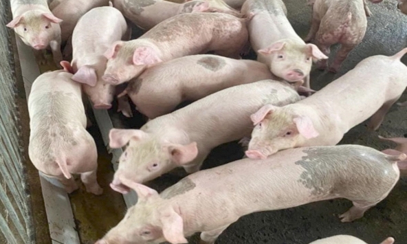 Giá heo hơi hôm nay 6/2: Miền Nam đã có giá 55.000 đồng/kg