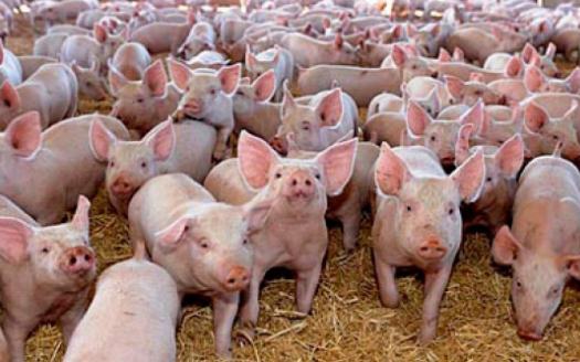 Giá heo hơi hôm nay 7/2: Bộ Nông nghiệp Mỹ dự báo xuất khẩu thịt toàn cầu giảm