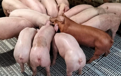 Giá heo hơi Trung Quốc đang thấp hơn Việt Nam