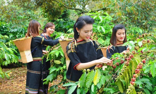 Thị trường nông sản 9/2: Giá tiêu, cà phê tăng mạnh, cao su giảm