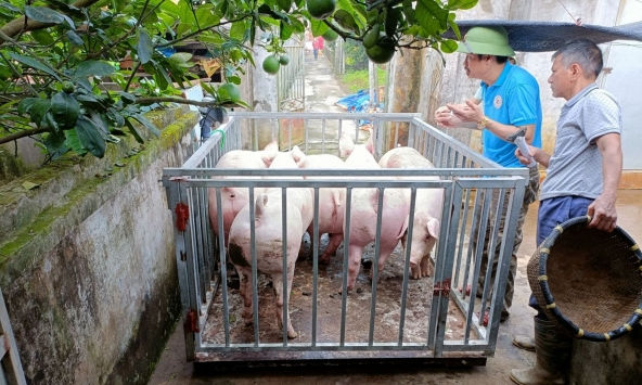 Giá heo hơi hôm nay 9/2: Giá thịt heo sỉ hồi phục, tín hiệu tích cực cho giá heo hơi