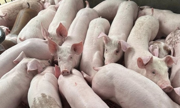 Giá heo hơi ở bật tăng ở một số tỉnh phía Nam