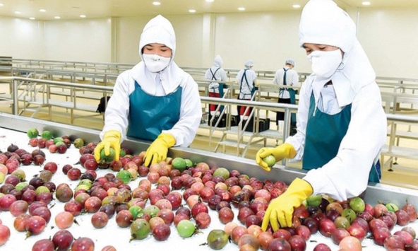 Xuất khẩu rau quả chế biến của Việt Nam vượt mốc 1 tỷ USD