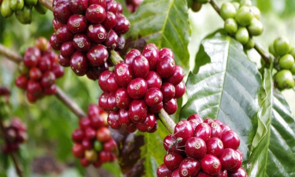 Giá tiêu được dự báo tăng sau khi Trung Quốc mở cửa