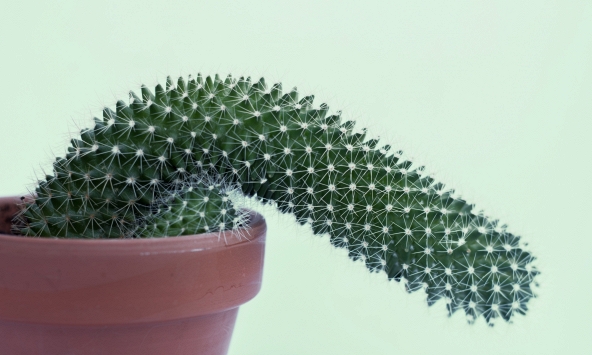 Đây là những cách điều trị chứng rối loạn cương dương hiệu quả nhất