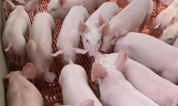 Giá heo hơi hôm nay 13/2: Tiếp tục ảm đạm