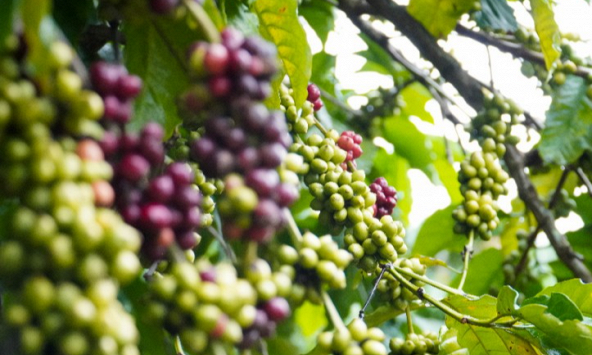 Thị trường nông sản 13/2: Cà phê trong nước dao động từ 43.500 - 44.100 đồng/kg