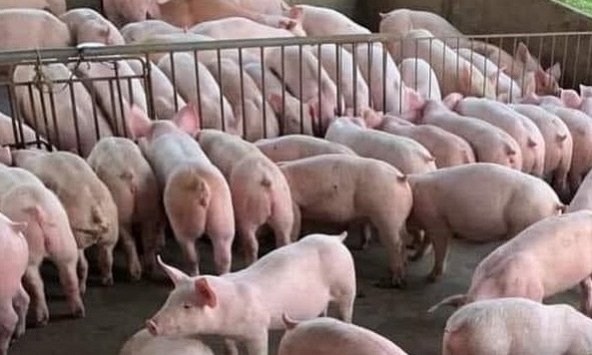 Giá heo hơi duy trì ở mức thấp, người nuôi không muốn tái đàn