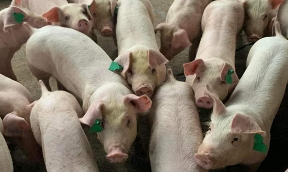 Giá heo hơi 14/2: Miền Bắc tiếp đà giảm