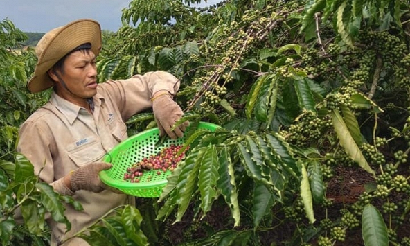 Thị trường cà phê được dự báo không mấy khả quan trong năm 2023