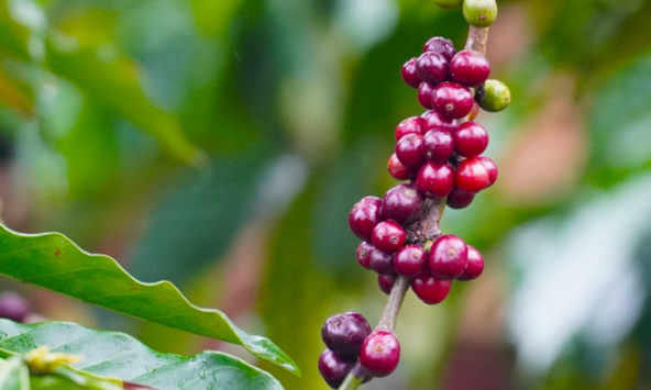 Giá cà phê, hồ tiêu bật tăng