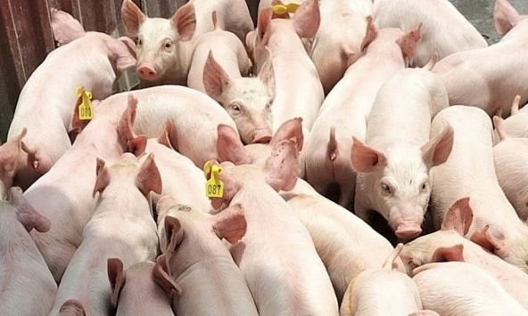 Giá heo hơi hôm nay 17/2: Giá thịt heo sỉ tăng nhẹ, heo hơi giữ nguyên