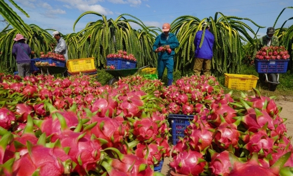 Vì sao một số doanh nghiệp xuất khẩu thanh long đi Nhật bị dừng đơn hàng đột ngột?