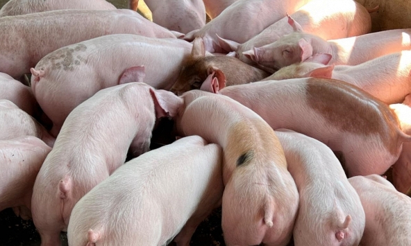 Giá heo hơi 18/2: Ba miền trầm lắng