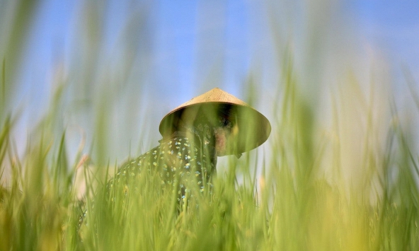 Việt Nam và các nước Đông Nam Á được hưởng lợi từ 'cú hích' nông nghiệp xanh của EU?

