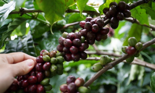 Giá tiêu và cao su trong nước bật tăng