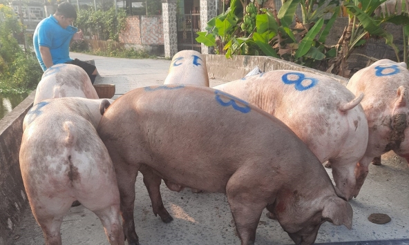 Giá heo hơi 20/2: Nguy cơ giảm thêm vì áp lực dịch bệnh