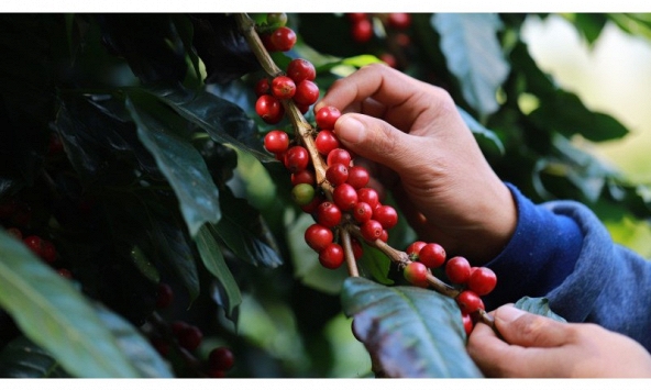 Năm 2022 được đánh giá là năm thành công đối với hoạt động xuất khẩu cà phê