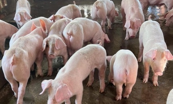 Giá heo hơi 21/2: Đồng loạt giảm