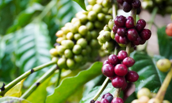 Xuất khẩu hồ tiêu dự báo sẽ sôi động trong năm 2023