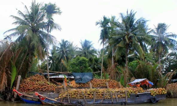 Nhà vườn Bến Tre thua lỗ vì giá dừa khô giảm sâu