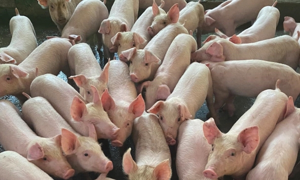 Giá heo hơi ở miền Bắc thấp nhất cả nước