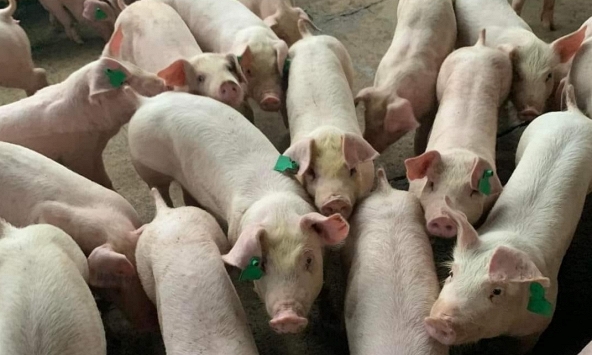 Giá heo hơi 23/2: Tiếp tục giảm