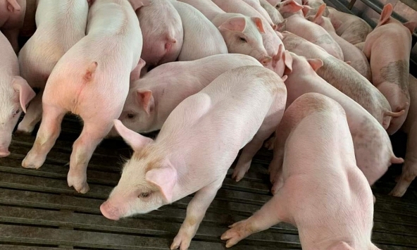 Giá heo hơi hôm nay 24/2: Giao dịch yếu, giá heo hơi tiếp tục ảm đạm