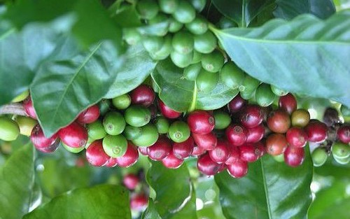 Giá cà phê trong nước tăng mạnh