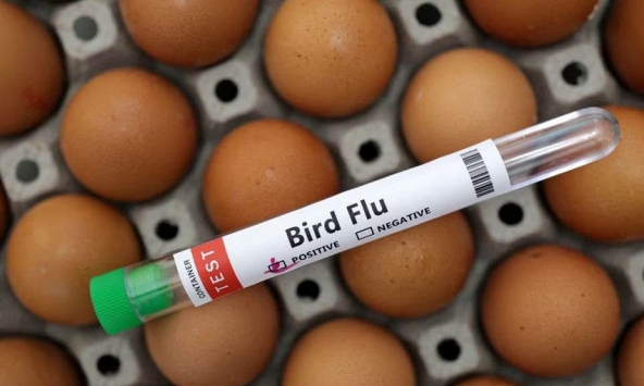 Tình hình cúm gia cầm ‘đáng lo ngại’, WHO làm việc với Campuchia