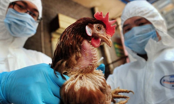 Viện Pasteur TP.HCM có công văn khẩn về giám sát viêm phổi nặng liên quan đến H5N1