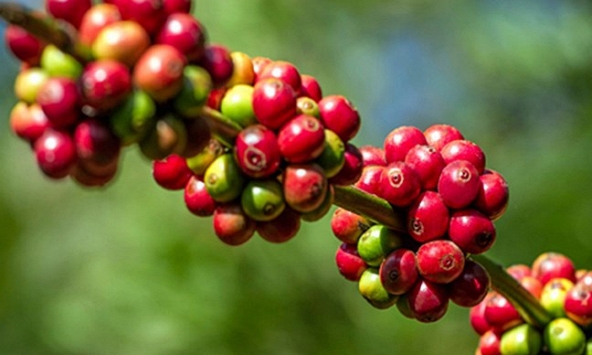 Thị trường nông sản 25/2: Xu hướng giảm toàn thị trường