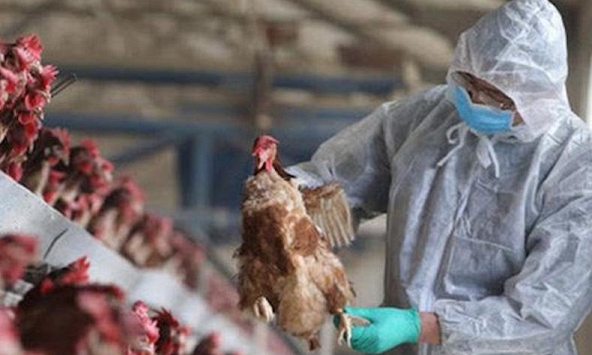 TP.HCM chỉ đạo khẩn tăng cường phòng chống cúm A (H5N1)