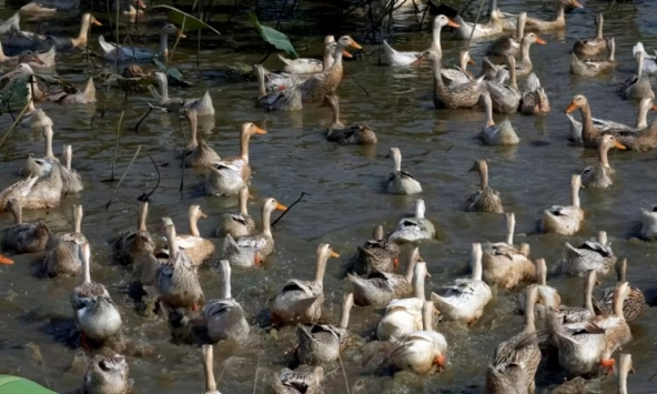 Virus cúm gia cầm ở Campuchia được xác định đã lưu hành trong nhiều năm tại nước này

