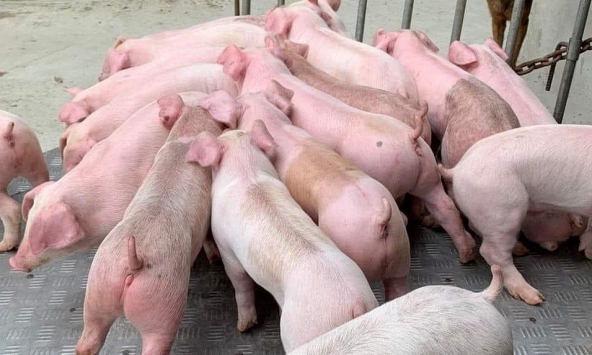 Giá heo hơi ở các tỉnh phía Bắc vẫn chưa có dấu hiệu phục hồi