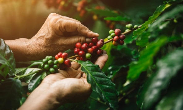 Giá cà phê được dự báo tăng trong thời gian tới