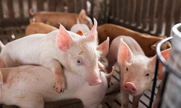 Giá heo hơi 28/2: Miền Nam giảm nhẹ