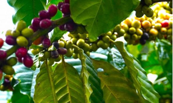 Thị trường nông sản 28/2: Giá cà phê thế giới nhuộm đỏ phiên đầu tuần