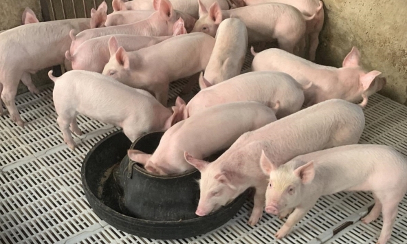 Giá heo hơi sẽ duy trì ở mức thấp tới tháng 6