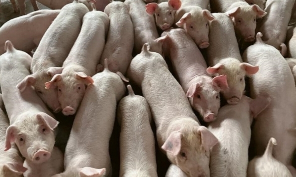 Giá heo hơi hôm nay 3/3: Tiêu dùng thịt heo sẽ phục hồi chậm