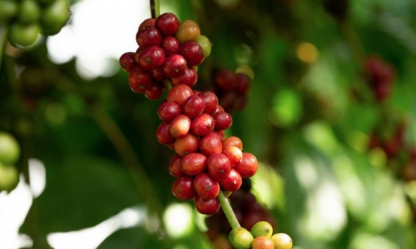 Giá cà phê hôm nay 2/3: Nhích nhẹ tại các vùng trọng điểm Tây Nguyên