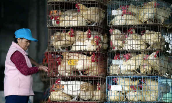 Đài Loan nhập 50.000 con gà mái giải quyết tình trạng thiếu trứng trầm trọng