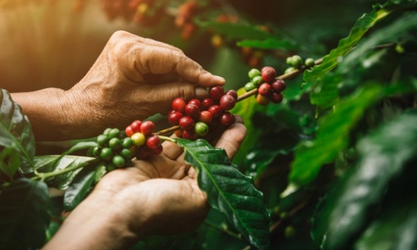 Giá tiêu trong nước bất ngờ giảm mạnh