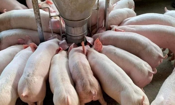 Giá heo hơi hôm nay 4/3: Dự báo mới nhất về giá heo, sẽ phục hồi từ tháng 6